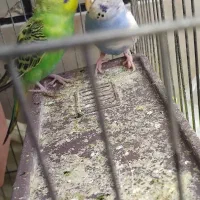 مرغ عشق (سرحال و با نشاط)