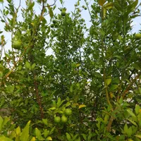 خریدوفروش لیموومرکبات|خدمات باغبانی و درختکاری|دوگنبدان, |دیوار