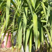 گل یوکا|گل و گیاه طبیعی|خفر, |دیوار