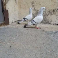 شامی کاکولی