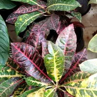 گلفروشی ژوان(کیهانشهر)