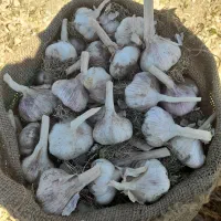 فروش سیر خشک