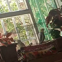 عروس هلندی