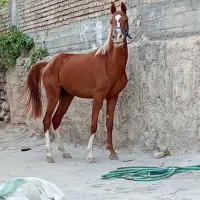 اسب، کره مادیان