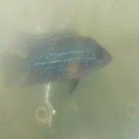 فروش فلاورهورن فلاور سوپر رد|ماهی|مشهد, حسابی جنوبی (شهرک غرب)|دیوار