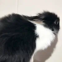 بچه خرگوش های دو رگه|موش و خرگوش|قوچان, |دیوار