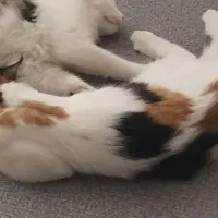 واگذاری گربه کالیکو ۸ ماهه|گربه|اراک, |دیوار