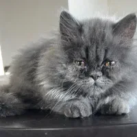 گربه پرشین|گربه|سورک, |دیوار