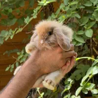 خرگوش مینی لوپ عروسکی/مجموعه بانی پت