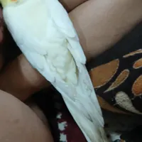 گمشده عروس هلندی نباتی