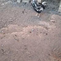 خروس گلین|حیوانات مزرعه|شهریار, کرد امیر|دیوار