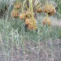 فروش پاجوش نخل برحی اصلی و بومی