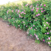 باغ زنجان سارمساقلو