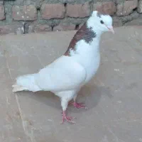 کبوتر خال کاکلی|پرنده|بیرجند, |دیوار