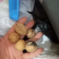 گردو درجه یک