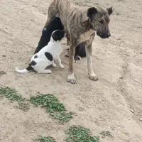 سگ.|سگ|شیروان (خراسان), |دیوار