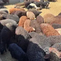 گوسفند و بره برای قربانی و نگهداری و کود گوسفندی