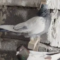 یه بون کفتر بزن پامیلی|پرنده|شیراز, حومه شیراز|دیوار