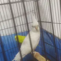 عروس هلندی ومرغ عشق زیبا با قفس