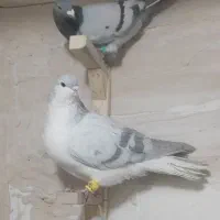 کفتر رنگه بووم|پرنده|مشهد, کوشش|دیوار