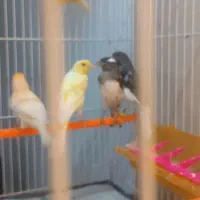 قناری نر وماده