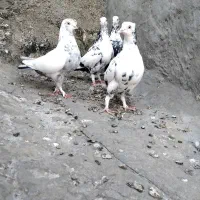 کبوتر. دمبی