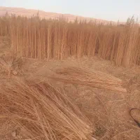جارو چوبی