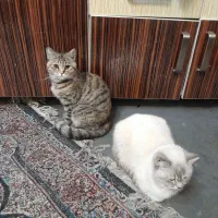 واگذاری گربه اسکاتیش