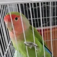 کوتوله های برزیلی خوشگل|پرنده|جیرفت, |دیوار