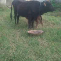 گاو جوان اولین گوساله ۶۸|حیوانات مزرعه|رضوانشهر, |دیوار