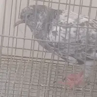 جوجه کبوتر پاکستانی(پرشی)