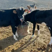 مبلغ ۱۱۰۰۰۰۰۰۰مراوه تپه گوگدره|حیوانات مزرعه|مراوه, |دیوار