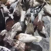 کبوتریک جابه فروش می رسد