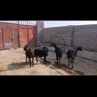 چهار راس شیک