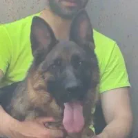 سگ ژرمن|سگ|کیاشهر, |دیوار