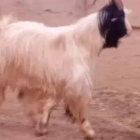 فروش یک رس نر بزه جلو رو