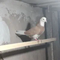 کبوتر شازده زرد ماده دهاتی