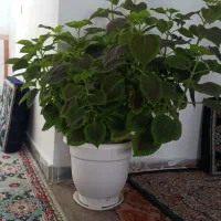 گل حسنی یوسف