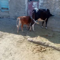 نر گوساله  گاو سمینتال