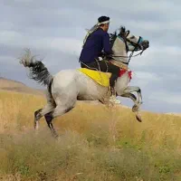 اسب مادیان سواری دار کرد