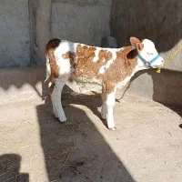 گوساله ماده سیمینتال شرابی جنس اصیل|حیوانات مزرعه|گنبد کاووس, |دیوار