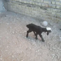 بره شیری 2نر2تاماده