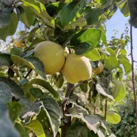 میوه به تازه باغی - بِه درجه ۱ - درجه ۲ - مخلوط|عمدهفروشی|مرودشت, تخت جمشید|دیوار