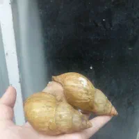 حلزون آلبینو