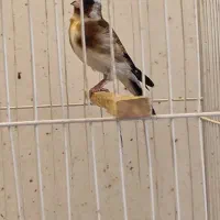 سهره چهار گل سهره سرخ سهره کرمانی ماده دوساله|پرنده|مشهد, هفده شهریور|دیوار