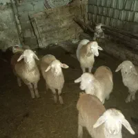 گوسفند|حیوانات مزرعه|مشگین شهر, |دیوار