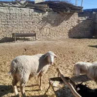 قوچ ایلدوفرانسه|حیوانات مزرعه|آباده, |دیوار