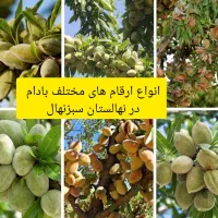 نهالستان سبزنهال انواع نهال های مثمر و غیر مثمر|خدمات باغبانی و درختکاری|مهریز, |دیوار