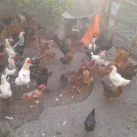 بوقلمون و مرغ و خروس و جوجه گلپایگان|حیوانات مزرعه|فرح آباد, |دیوار