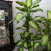 گل دیفن باخیا|گل و گیاه طبیعی|میاندوآب, |دیوار